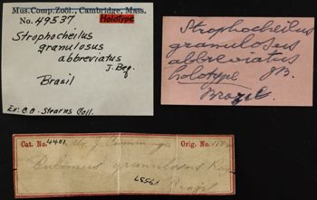 Media type: image;   Malacology 50236 Description: Image of specimen labels. Photographed for a researcher request.;  Aspect: Labels